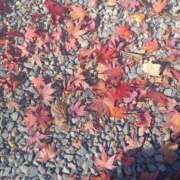 ヒメ日記 2025/09/24 18:00 投稿 りおな 脱がされたい人妻 宇都宮店