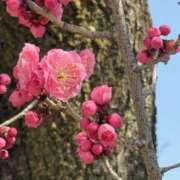 ヒメ日記 2025/03/24 07:48 投稿 沙彩/Saaya ジュリエット