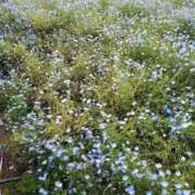 ヒメ日記 2025/04/29 19:33 投稿 りんか 厚木人妻城