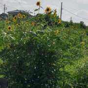 ヒメ日記 2025/07/10 11:29 投稿 りんか 厚木人妻城