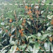 ヒメ日記 2025/10/28 18:23 投稿 こずえ 熟女の風俗最終章 新潟店