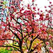 ヒメ日記 2025/04/10 17:34 投稿 せいか 濃厚即19妻