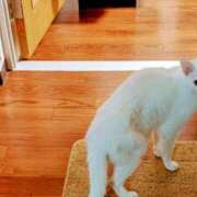 ヒメ日記 2025/04/10 01:38 投稿 大内 MadameRest(マダムレスト)