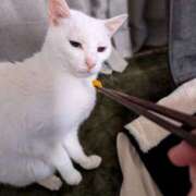 ヒメ日記 2025/04/11 16:09 投稿 大内 MadameRest(マダムレスト)