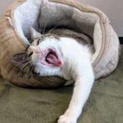 ヒメ日記 2025/04/14 16:27 投稿 大内 MadameRest(マダムレスト)