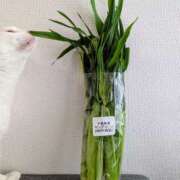 ヒメ日記 2025/04/20 14:10 投稿 大内 MadameRest(マダムレスト)