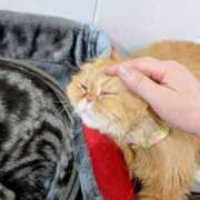 ヒメ日記 2025/05/07 17:17 投稿 大内 MadameRest(マダムレスト)