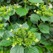 ヒメ日記 2025/05/18 16:10 投稿 大内 MadameRest(マダムレスト)