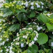 ヒメ日記 2025/05/26 14:13 投稿 大内 MadameRest(マダムレスト)