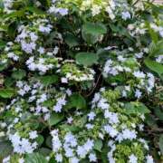 ヒメ日記 2025/06/01 13:58 投稿 大内 MadameRest(マダムレスト)