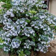 ヒメ日記 2025/06/12 14:13 投稿 大内 MadameRest(マダムレスト)