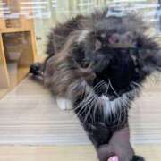 ヒメ日記 2025/07/23 12:55 投稿 大内 MadameRest(マダムレスト)