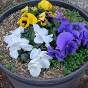 ヒメ日記 2026/02/23 15:23 投稿 大内 MadameRest(マダムレスト)