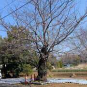 ヒメ日記 2026/03/24 17:15 投稿 大内 MadameRest(マダムレスト)