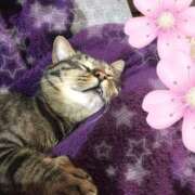 ヒメ日記 2025/04/25 10:42 投稿 めい モアグループ熊谷人妻花壇