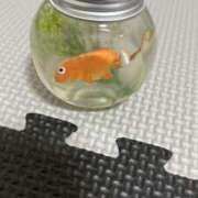 ヒメ日記 2025/06/16 22:37 投稿 あきら 鹿児島ちゃんこ霧島店