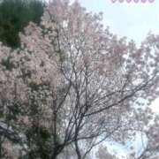 ヒメ日記 2025/04/07 09:46 投稿 みふゆ 奥様鉄道69 仙台店