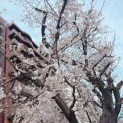 ヒメ日記 2025/03/28 16:49 投稿 まりの 奥鉄オクテツ東京店（デリヘル市場）