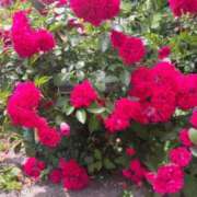 ヒメ日記 2025/06/30 14:19 投稿 いろは 涼泉（りょうせん）