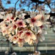 なえ こんばんは 奥鉄オクテツ大阪