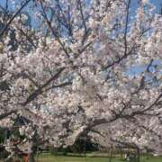 ヒメ日記 2026/04/22 02:54 投稿 ほのか One More奥様　町田相模原店