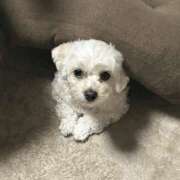 ヒメ日記 2025/04/24 13:40 投稿 ほのか 谷町秘密倶楽部