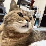 ヒメ日記 2025/03/31 16:00 投稿 みき 谷町秘密倶楽部