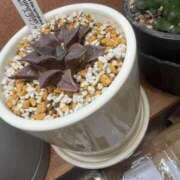 ヒメ日記 2026/02/17 09:45 投稿 もな 谷町秘密倶楽部