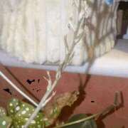 ヒメ日記 2026/04/16 18:00 投稿 もな 谷町秘密倶楽部