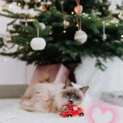 ヒメ日記 2025/12/25 19:28 投稿 清水（しみず） 今日、私はあなたの部下（マーベリックグループ）