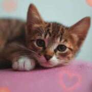 ヒメ日記 2026/02/27 00:38 投稿 清水（しみず） 今日、私はあなたの部下（マーベリックグループ）