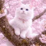 ヒメ日記 2026/04/01 19:28 投稿 清水（しみず） 今日、私はあなたの部下（マーベリックグループ）