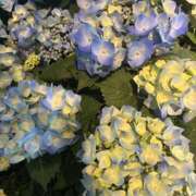 ヒメ日記 2026/04/13 07:01 投稿 ありさ 紅(くれない)