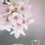 ヒメ日記 2025/03/22 15:06 投稿 美子（みこ） マダムロゼ