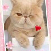 ヒメ日記 2025/04/01 11:12 投稿 美子（みこ） マダムロゼ