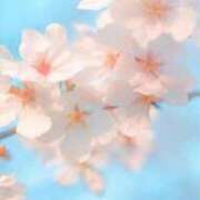 ヒメ日記 2025/04/05 14:38 投稿 美子（みこ） マダムロゼ