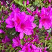 ヒメ日記 2025/04/16 17:02 投稿 美子（みこ） マダムロゼ