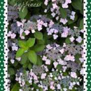 ヒメ日記 2025/05/26 18:06 投稿 美子（みこ） マダムロゼ