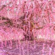 ヒメ日記 2025/04/03 12:38 投稿 陽菜子（ひなこ） マダムロゼ