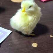 ヒメ日記 2025/01/21 09:52 投稿 新人紫乃(しの)体験 T マダムロゼ