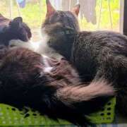 ヒメ日記 2025/03/17 11:50 投稿 新人紫乃(しの)体験 T マダムロゼ