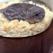 ヒメ日記 2025/05/12 22:18 投稿 新人紫乃(しの)体験 T マダムロゼ