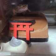 ヒメ日記 2025/05/26 00:32 投稿 新人紫乃(しの)体験 T マダムロゼ