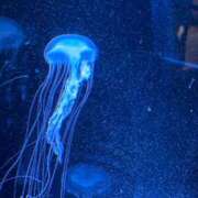 りえ☆ はじめまして！！ 豊橋豊川ちゃんこ