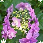 ヒメ日記 2025/06/06 00:26 投稿 新人 郁瑠(いくる)体験E マダムロゼ