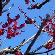 ヒメ日記 2025/03/11 00:41 投稿 えみな 即アポ奥さん〜名古屋店〜