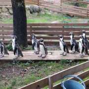 ヒメ日記 2025/10/29 20:58 投稿 あすか 八王子デリ倶楽部