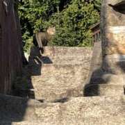 あすか おはようございます！ 八王子デリ倶楽部