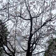 ヒメ日記 2025/03/20 20:44 投稿 美澄（みすみ） 人妻最後の砦 西船橋店