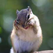 ヒメ日記 2025/03/29 08:10 投稿 美澄（みすみ） 人妻最後の砦 西船橋店